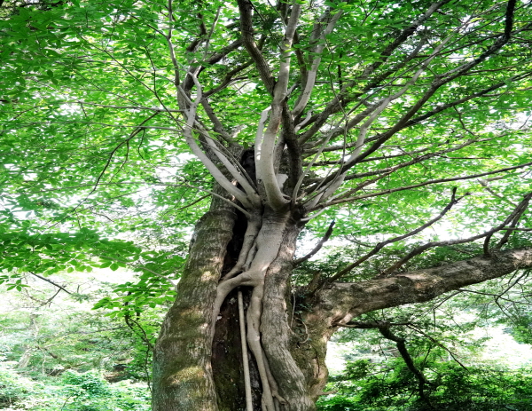 비자나무가 다른 나무를 감싸며 강인한 생명력을 입증하고 있다. 