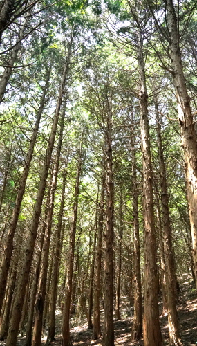큰지그리오름 아래에 서면 빽빽하게 심어진 편백나무 숲이 반갑다.