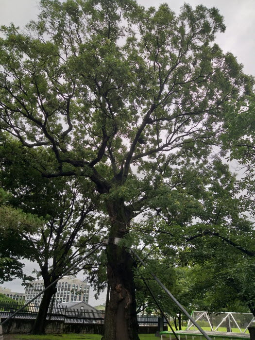 정독도서관 한 켠의 수령 200년 넘은 회화나무