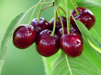 체리는 대표적 항산화식품으로 케르세틴과 안토시아닌이 풍부해 활성산소 활동을 억제한다. 멜라토닌 성분은 생체리듬을 조절하고 수면을 유도해 열대야로 잠을 이루지 못할때 도움이 된다.