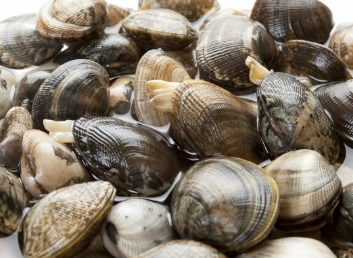 바지락을 소금물에 30분 이상 해감하면 미세플라스틱이 90% 이상 제거된다.