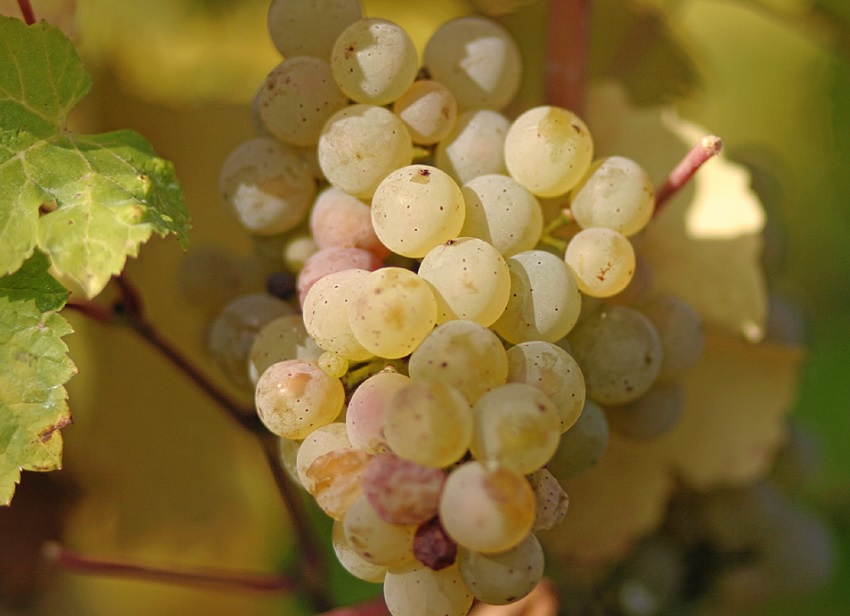 독일에서 가장 많이 재배되는 리슬링 품종 포도는 청량하고 우아한 향기가 강점이다.