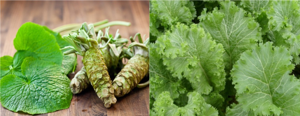 고추냉이(왼쪽)과 겨자잎, 고추냉이는 뿌리를 갈아서 향신료로 이용한다. 겨자는 잎은 채소로, 씨앗은 가루내어 향신료로 사용한다.