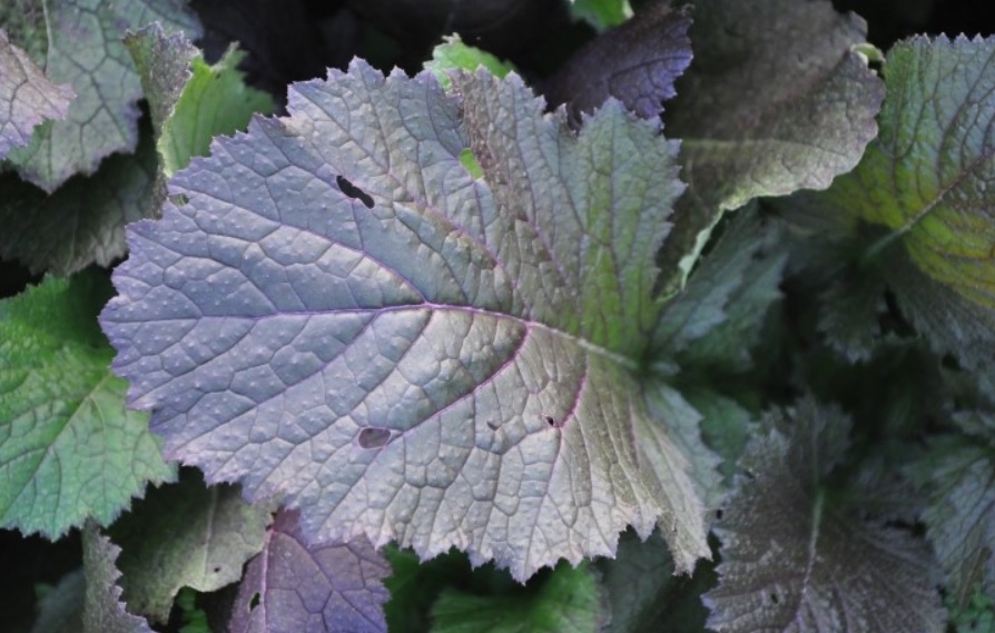 갓은 겨자의 변종으로 다른 겨자보다 가지와 입이 더 무성하며 줄기가 질긴 편이다. 