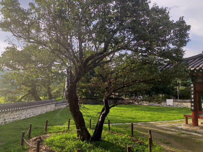 남명 조식 선생이 강학한 산천재 옆 남명매