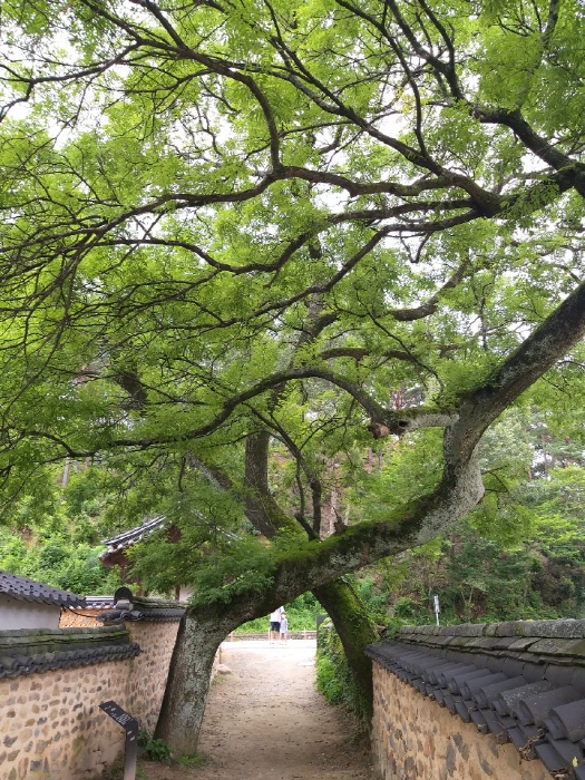 남사예담촌의 부부회화나무