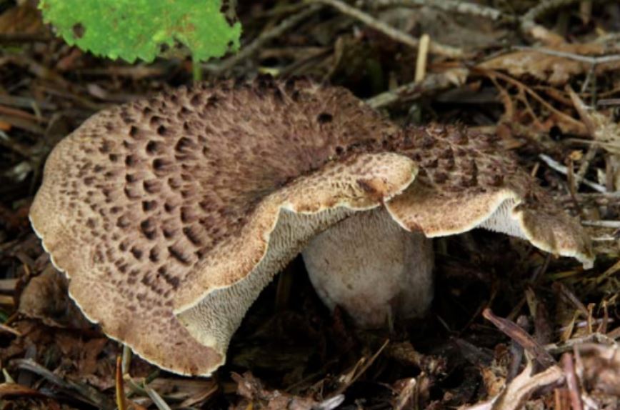 능이버섯. 출저 김달래한의원 홈페이지