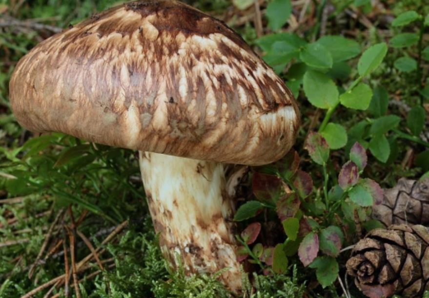 송이버섯, 출처 김달래한의원 홈페이지.