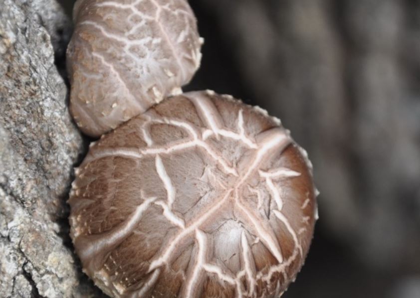 표고버섯, 출처 김달래한의원 홈페이지.