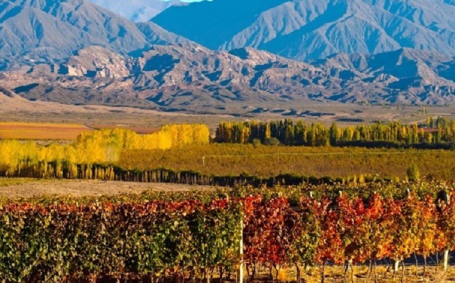 안데스산맥을 끼고 있는 아르헨티나 포도밭. 고지대에서 자란 포도로 만든 아르헨티나 레드와인은 동맥경화를 예방하는 폴리페놀의 함량이 높다고 알려져 있다. 