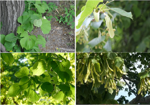 작은피나무(윗줄 왼쪽부터 시계방향으로), 보리자나무, 유럽피나무, 피나무