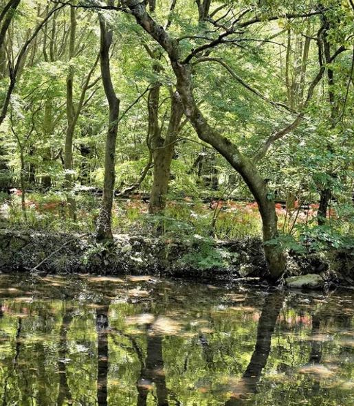 선운사 앞 도솔천. 사진제공 오근식