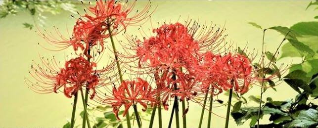 선운사 꽃무릇(석산). 사진제공 오근식