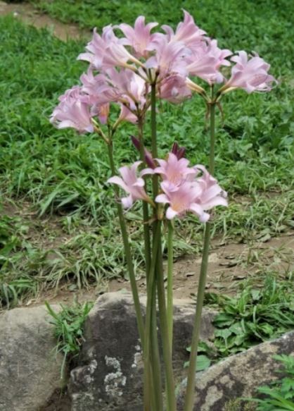 선운사 상사화. 사진제공 오근식