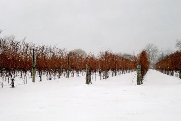 캐나다 아이스와인 양조장 포도밭. 출처 위키피디아