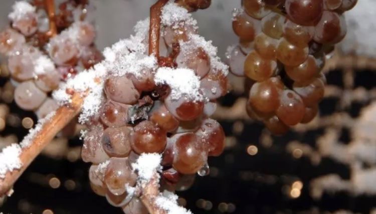 나무에 달린 채 서리맞아 언 포도로만 아이스와인을 만들 수 있다.