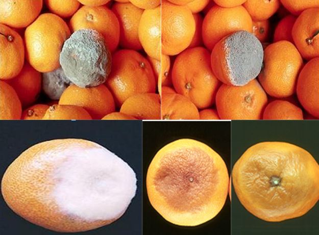 감귤 저장 중에 흔히 발생하는 녹색곰팡이병(윗줄 왼쪽부터 시계방향), 청색곰팡이병, 꼭지썩음병(습한 조건), 꼭지썩음병(건조 조건), 후사리움썩음병