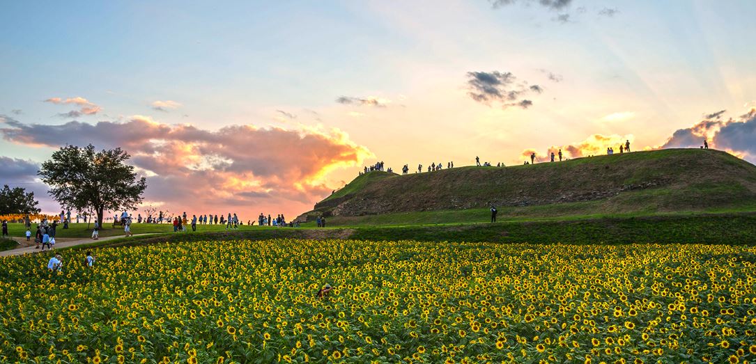 2020년 9월의 호루고루성 앞 해바라기 향연